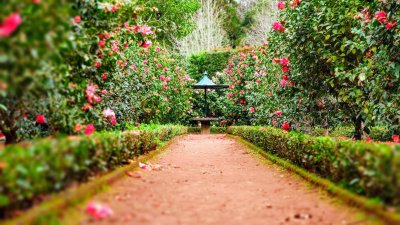 5 tips om je tuin prachtig en in topconditie te houden