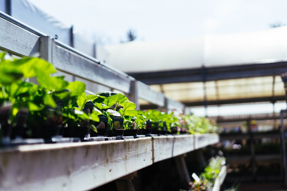 Zo plant je na de ijsheiligen veilig buiten